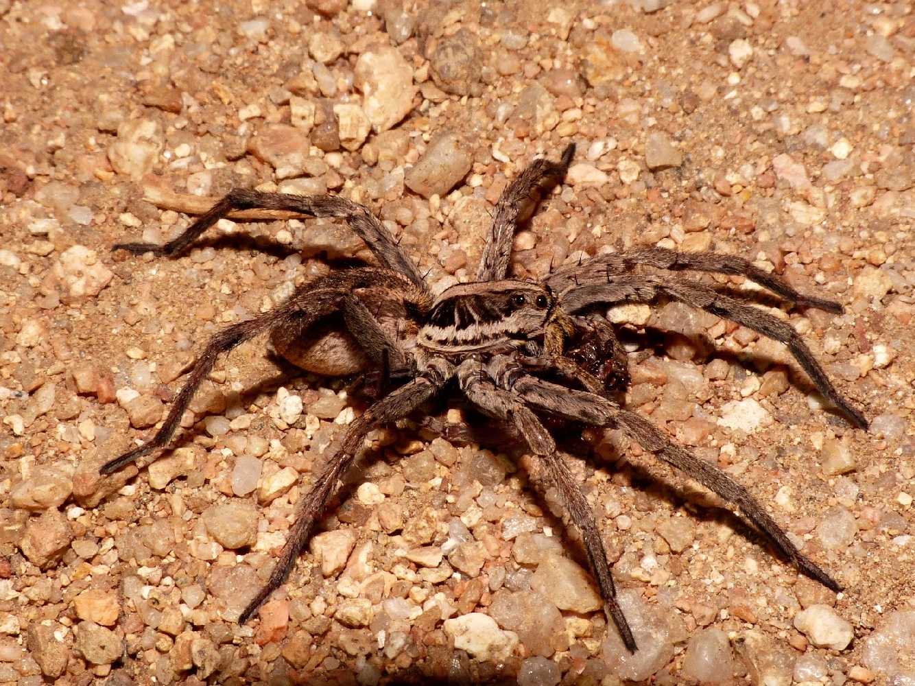 Hogna radiata in caccia di notte - S.Teresa Gallura (OT)